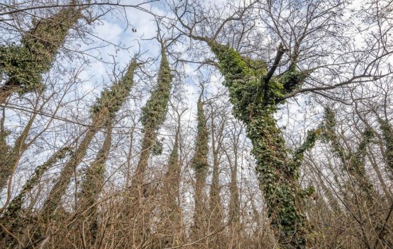 003_Kobanyai_erdo_1-1024x684 (1).jpg