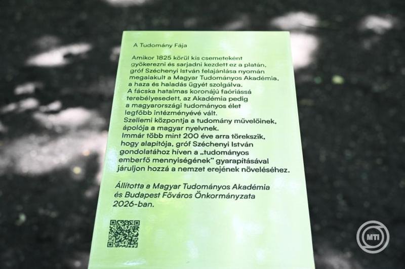 Jelző oszlop a Tudomány Fája címet elnyert margitszigeti ősplatánnál (Fotó: MTI/Máthé Zoltán) D_MTZ20260608017 (1).jpg