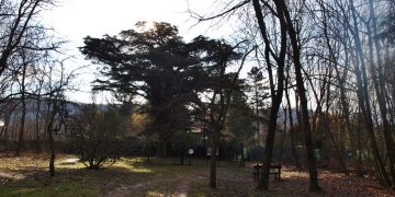 151756_cedrus11.jpg
