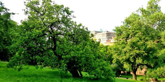 160804_budavar_eperfa.jpg