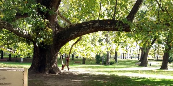 160908_platan1.jpg