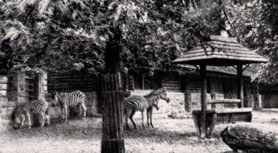 175196_allatkert_9._az_1931-ben_epult_afrika_istallo_benne_a_zebrakkal_1944-ben._termeszet_1944._julius_15ny.jpg